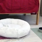 Lemmikin makuupeti ja ruokakippoja asiakashuoneessa.